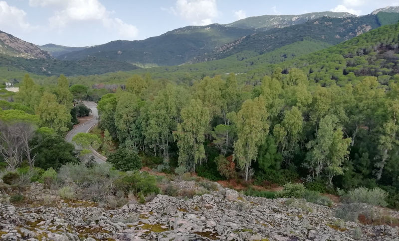foto della foresta demaniale di Pixinamamma a Pula